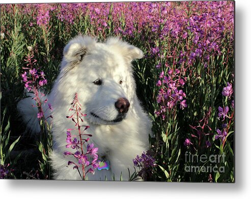 Samoyed Metal Print featuring the photograph Shadows by Fiona Kennard
