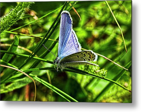 Shasta Blue Butterfly Metal Print featuring the photograph Shasta Blue Butterfly by Josh Bryant