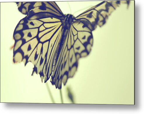 Butterflies Metal Print featuring the photograph She Lights The Way by The Art Of Marilyn Ridoutt-Greene