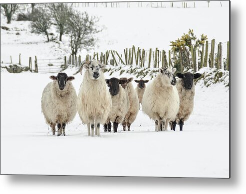 Sheep Metal Print featuring the photograph Sheep in Snow by Joe Ormonde