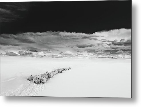Sheep Metal Print featuring the photograph Sheep in snow on a beautiful day in Alnmouth, Northumberland. by Maggie Mccall