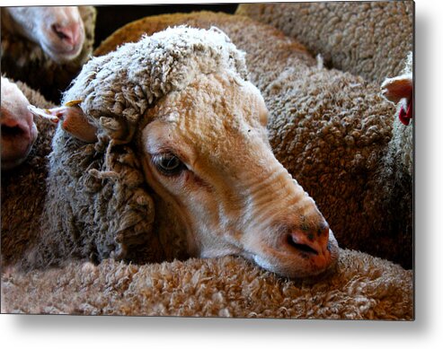 Sheep Metal Print featuring the photograph Sheep to be Sheared by Susan Vineyard