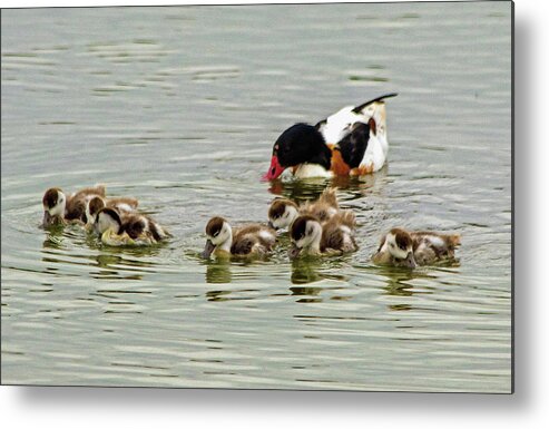 Shelduck Metal Print featuring the photograph Shelduck and Young by Jeff Townsend