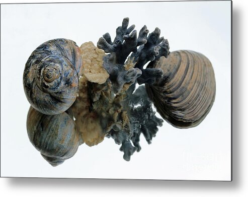 Still Life Metal Print featuring the photograph Shell Reflections by Mary Haber