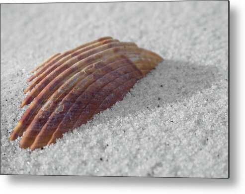 Shell Shadow Metal Print featuring the photograph Shell Shadow by Dylan Punke