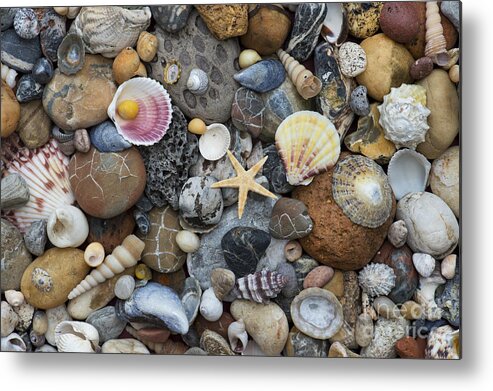 Pebble Metal Print featuring the photograph Shells and Pebbles by Tim Gainey