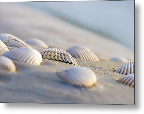 Art Metal Print featuring the photograph Shells by Peter Tellone