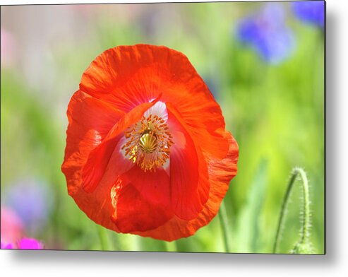 Shirley Poppy Metal Print featuring the photograph Shirley Poppy 2018-2 by Thomas Young