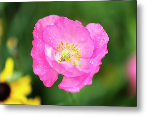 Shirley Poppy Metal Print featuring the photograph Shirley Poppy 2018-7 by Thomas Young