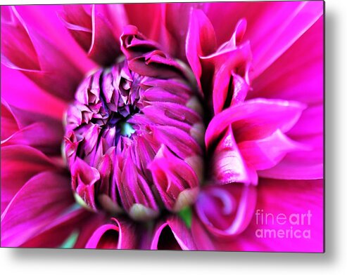 Bright Pink Metal Print featuring the photograph Shocking Pink Dahlia 1 by Tracey Lee Cassin