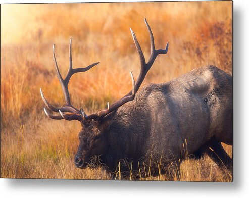 Darren White Metal Print featuring the photograph Shooting the Bull by Darren White