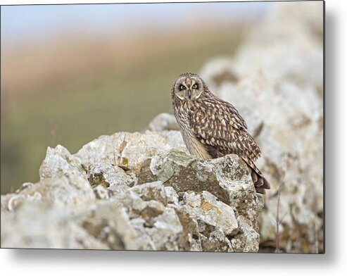 Short Metal Print featuring the photograph Short-Eared Owl In Cotswolds by Pete Walkden