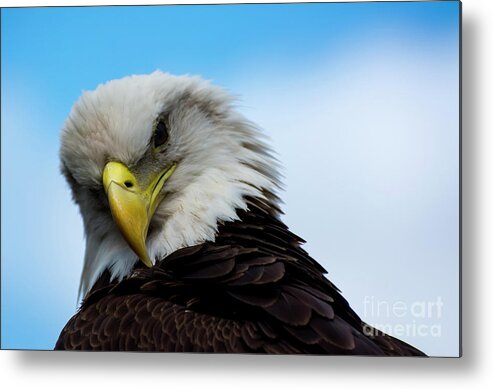Eagle Metal Print featuring the photograph Shoulder look by Quinn Sedam