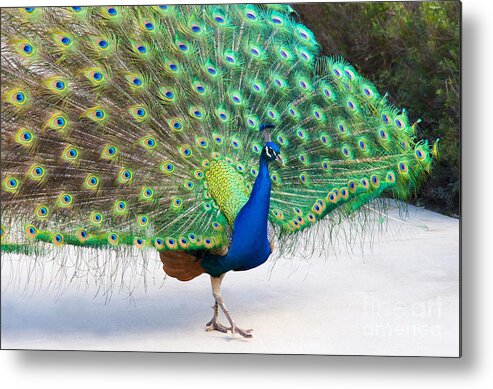 Peacock Metal Print featuring the photograph Show Off by Mimi Ditchie