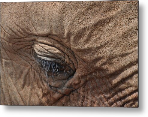 Animal Metal Print featuring the photograph Shy One by Joe Burns