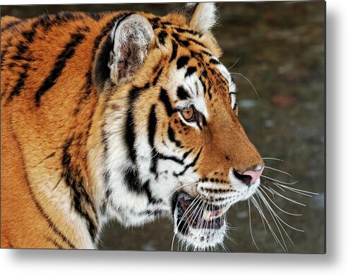 Siberian Metal Print featuring the photograph Siberian Tiger Profile by Steven Upton