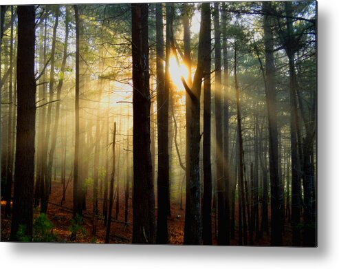 Sun Rays Metal Print featuring the photograph Silence is Golden by Dianne Cowen Cape Cod Photography