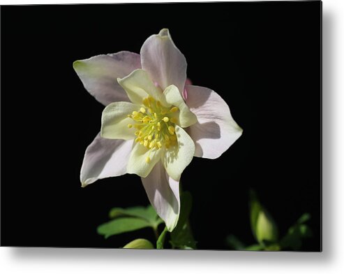 Columbine Metal Print featuring the photograph Silky Soft Columbine by Tammy Pool