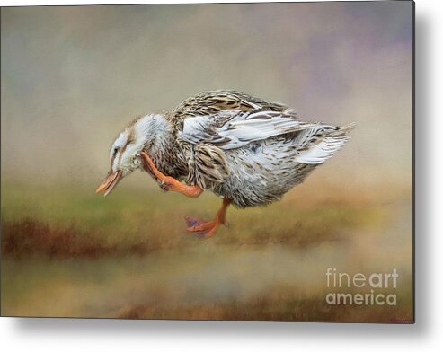 Silver Appleyard Duck Metal Print featuring the photograph Silver Appleyard Duck by Eva Lechner