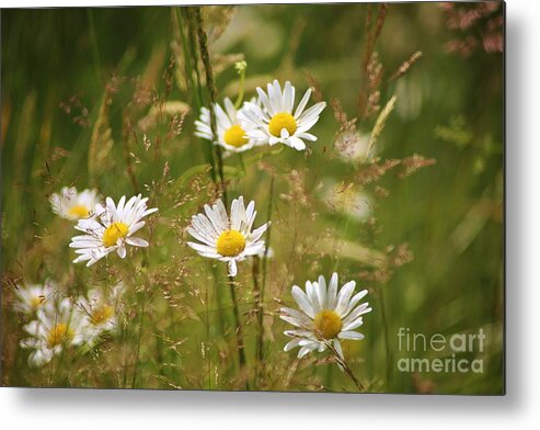 Flowers Metal Print featuring the photograph Simplicity by Sheila Ping