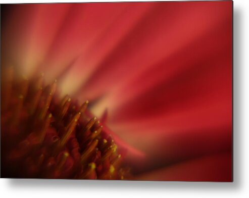 Gerbera Metal Print featuring the photograph Simply Red by Carol Japp