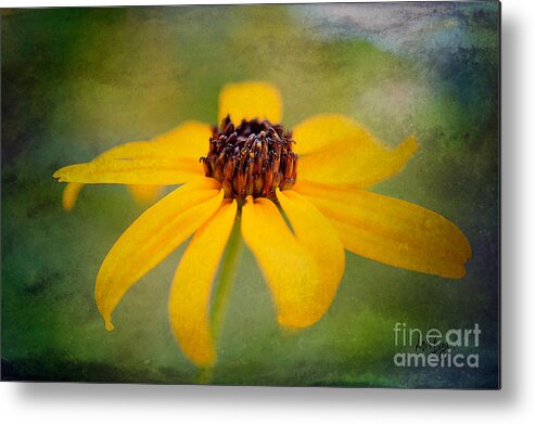 Flower Metal Print featuring the photograph Simply Susan by Lois Bryan