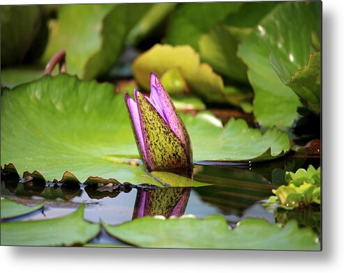 Singapore Metal Print featuring the photograph Singapore Bloom by Diane Height