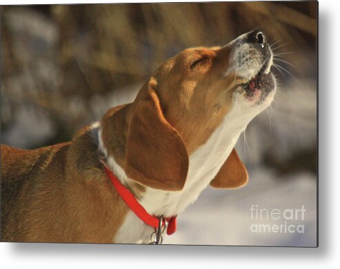 Dog Metal Print featuring the photograph Singing In The Sun by Robert Pearson