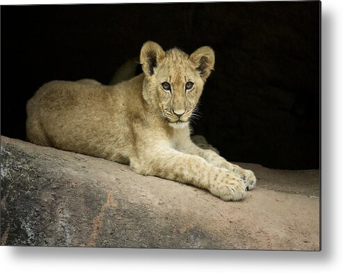 Africa Metal Print featuring the photograph Single Cub by Linda D Lester