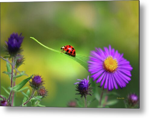 Ladybug Metal Print featuring the photograph Single In Search by Christina Rollo