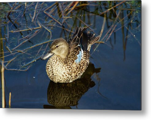 Nature Metal Print featuring the photograph Sitting Pretty by Arthur Dodd