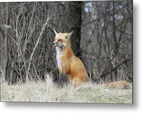 Fox Metal Print featuring the photograph Sitting pretty by David Barker