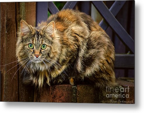 Cat Metal Print featuring the photograph Sitting pretty by Kira Bodensted