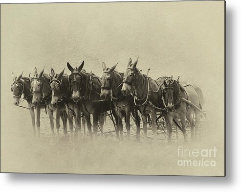 Mules Metal Print featuring the photograph Six Mules, and One More by Nicki McManus