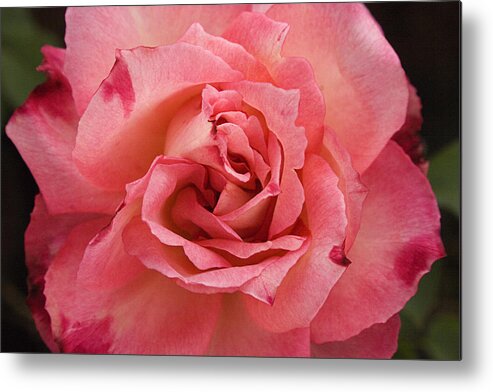 Pink Metal Print featuring the photograph SKC 4942 Pink Harmony by Sunil Kapadia