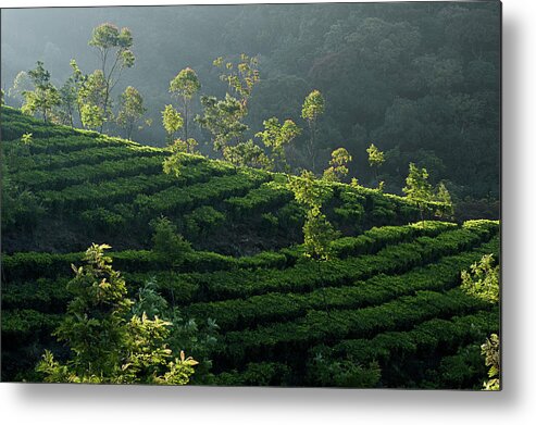 Agriculture Metal Print featuring the photograph SKN 6705 Trees Playground. Color by Sunil Kapadia
