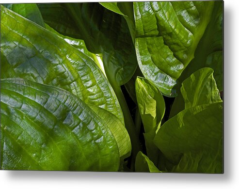 Skunk Cabbage Metal Print featuring the photograph Skunk Cabbage Abstract by Cathy Mahnke