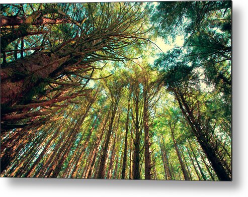Colorful Trees Metal Print featuring the photograph Skysweepers by Bonnie Bruno