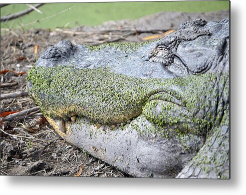 Alligator Metal Print featuring the photograph Sleeping by John Collins