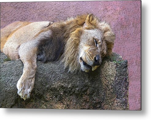 Lion Metal Print featuring the photograph Sleeping Lion by Roslyn Wilkins