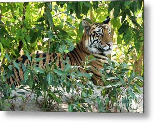  Tiger Metal Print featuring the photograph Sleepy Cat by Pravine Chester