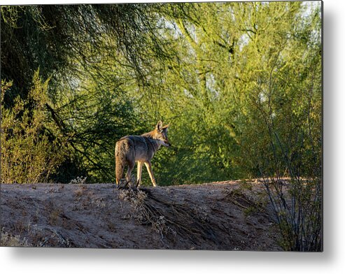 Sleepy Metal Print featuring the photograph Sleepy Coyote by Douglas Killourie