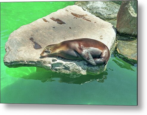 Animal Metal Print featuring the photograph Sea Lion On A Rock by Tom Potter
