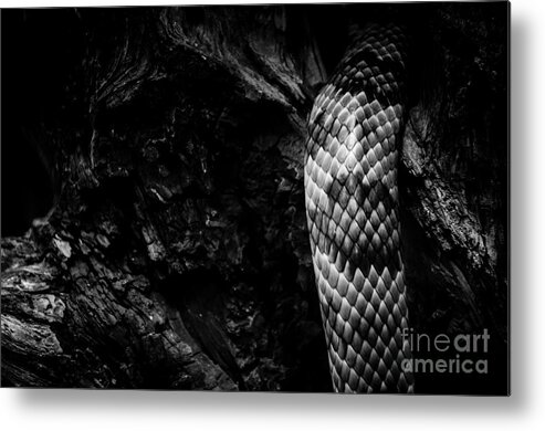Snake Metal Print featuring the photograph Slither by Jonas Luis