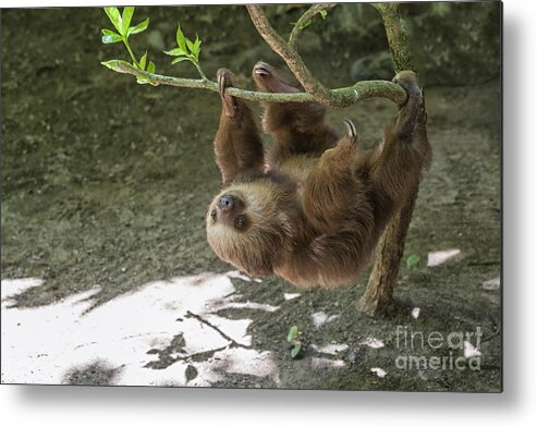Two Metal Print featuring the photograph Sloth in tree by Patricia Hofmeester