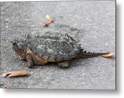 Turtle Metal Print featuring the photograph Slow Crossing 3 March 2018 by D K Wall