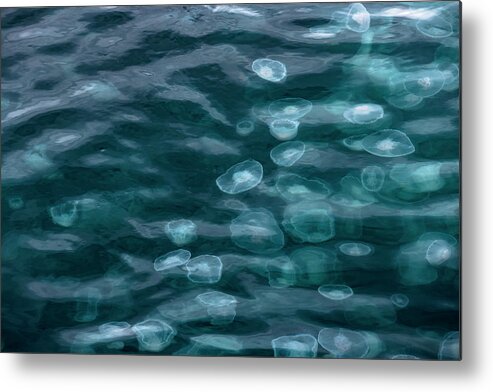 Jellyfish Metal Print featuring the photograph Smack of Jellyfish by Scott Slone