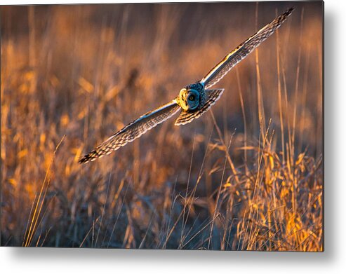 Small Ear Owl Metal Print featuring the photograph Small ear owl - 3 by Hisao Mogi