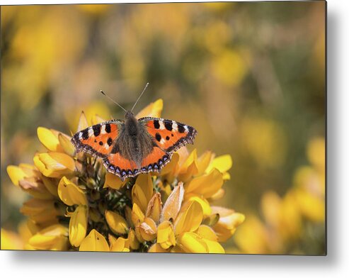 Nature Metal Print featuring the photograph Small Tortoiseshell on gorse by Wendy Cooper