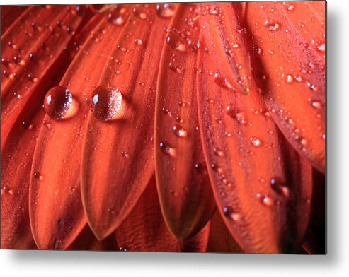 Gerbera Daisy Metal Print featuring the photograph Small Water Drops by Angela Murdock